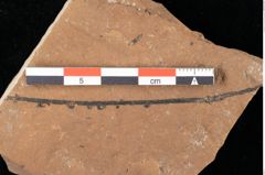 Foto (Detailansicht) von Peridermium palaeopini Ettingshausen (NHMW-GEO-2024-0188-0002)